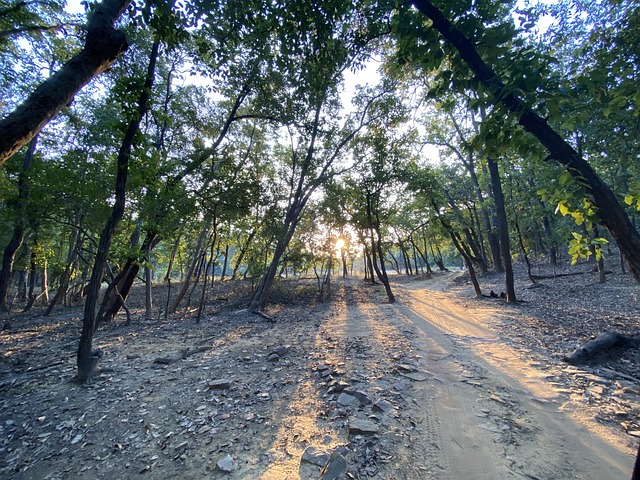 Free Forest Trees photo and picture
