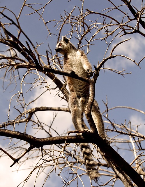 Lemur, Mamifer, Copac, Ramuri