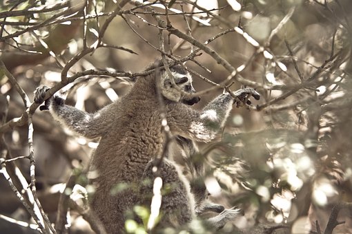 Lemur, Mamifer, Copac, Ramuri