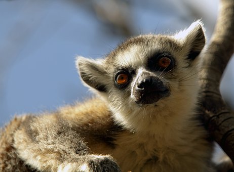 Lemur, Mamifer, Copac, Natura, Ramuri