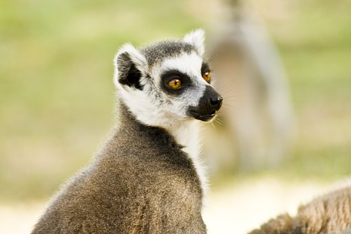 Lemur, Mamifer, Animal, Natural