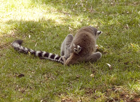 Lemur, Mamifer, Animal, Natural