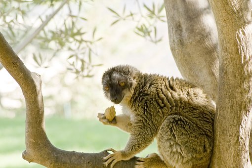 Lemur, Mamifer, Copac, Ramuri