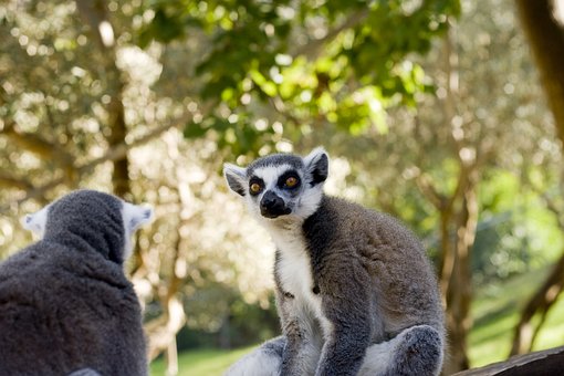 Lemur, Mamifer, Animal, Copac, Ramuri