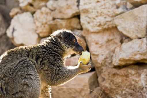 Lemur, Mamifer, Animal, În Aer Liber