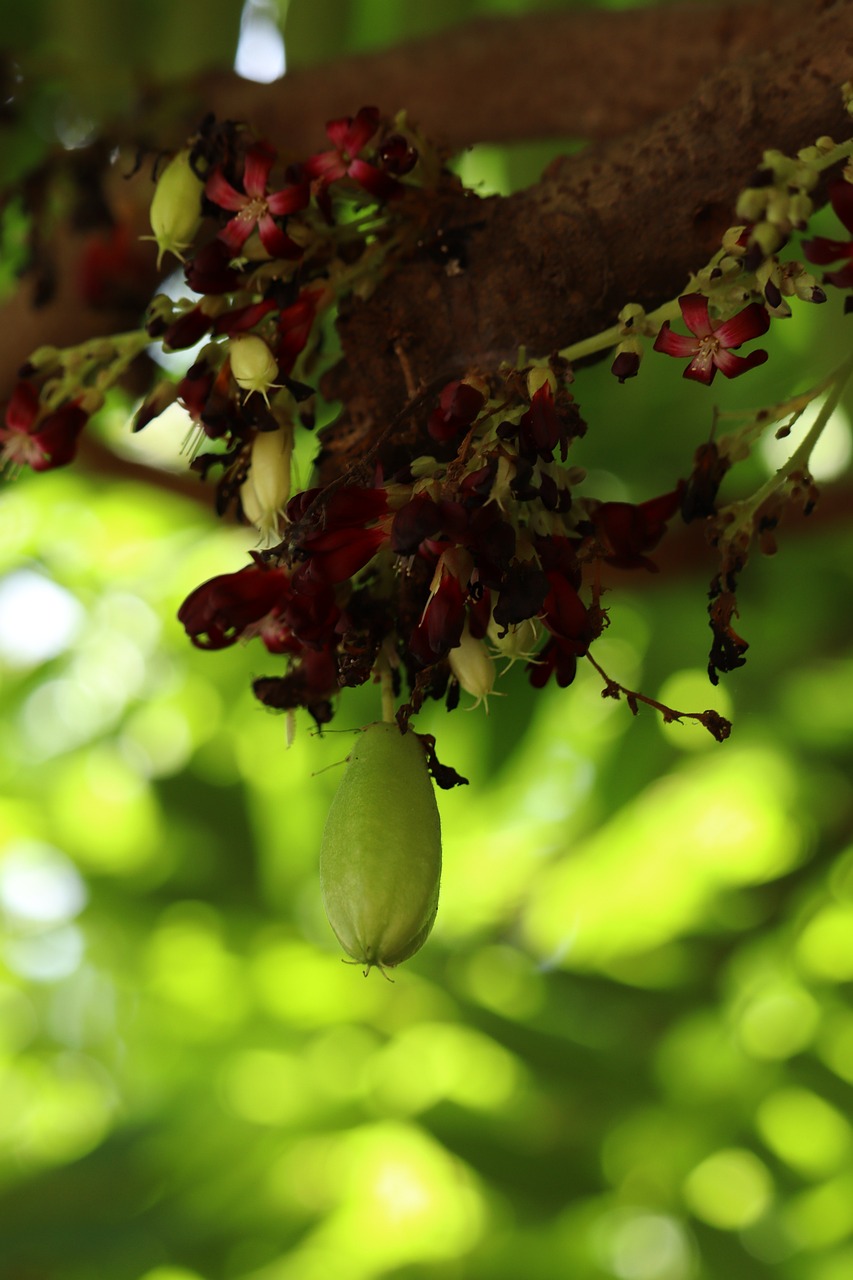 Fruit Tree Leaves Free photo on Pixabay Pixabay
