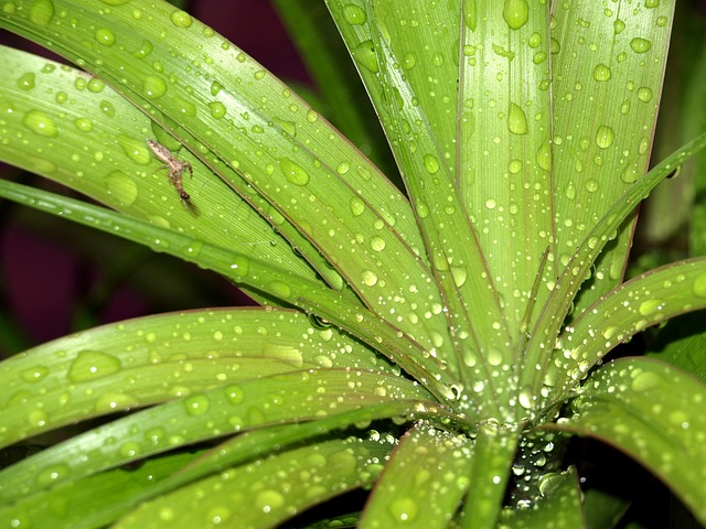 Free Plant Ponytail Plant photo and picture