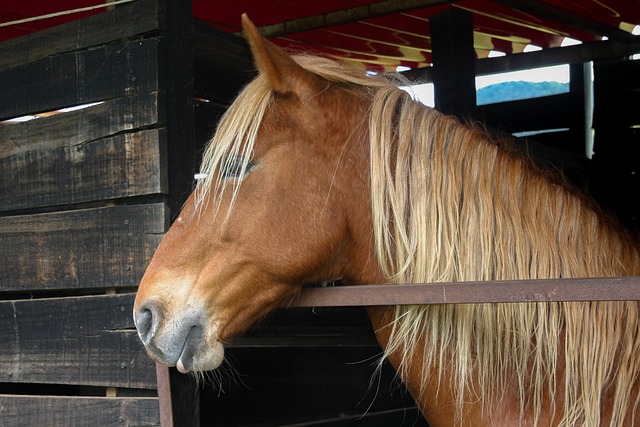 Free Horse Stable photo and picture