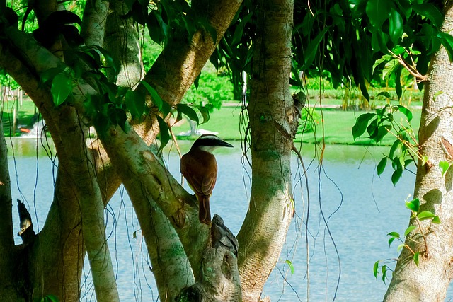 Free Nature Lake photo and picture