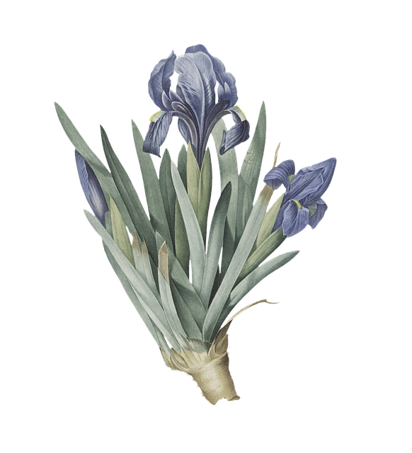 Download free HD stock image of Flowers Lilac Free flowers lilac purple illustration