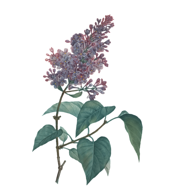 Free flowers lilac purple illustration
