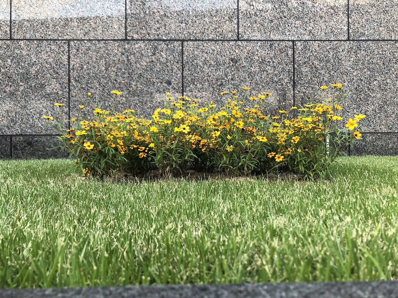 Yellow Flowers Flower Bed Free photo on Pixabay Pixabay