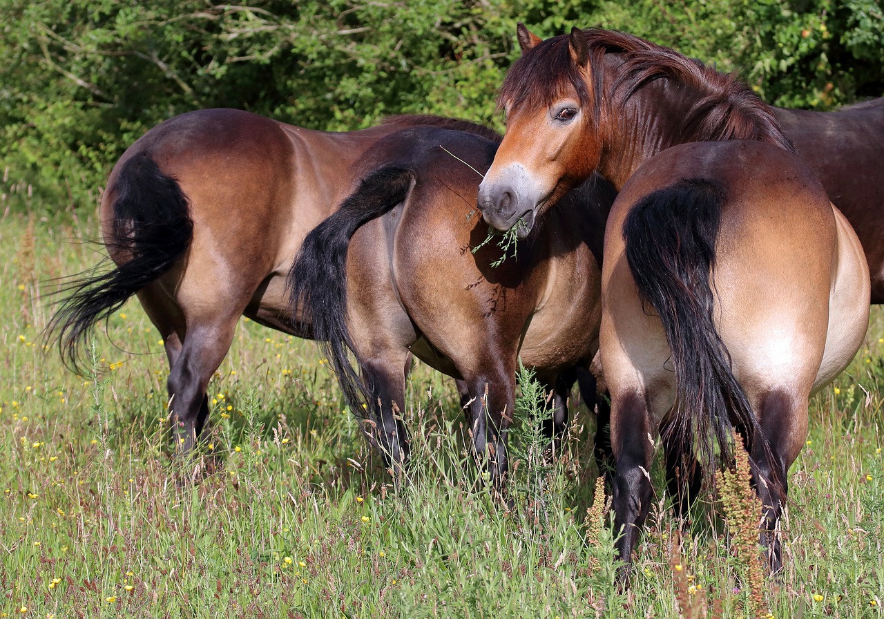 Horses - free online jigsaw puzzle photo