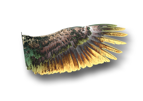 Free Wing Single Wing illustration and picture
