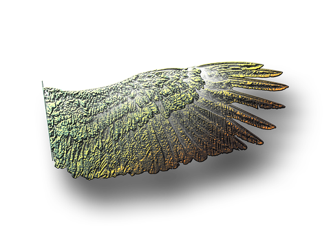 Free Wing Single Wing illustration and picture