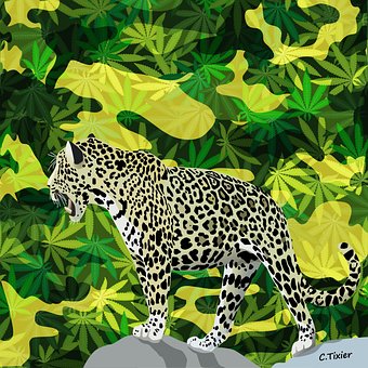 Free Panther Leopard photo and picture