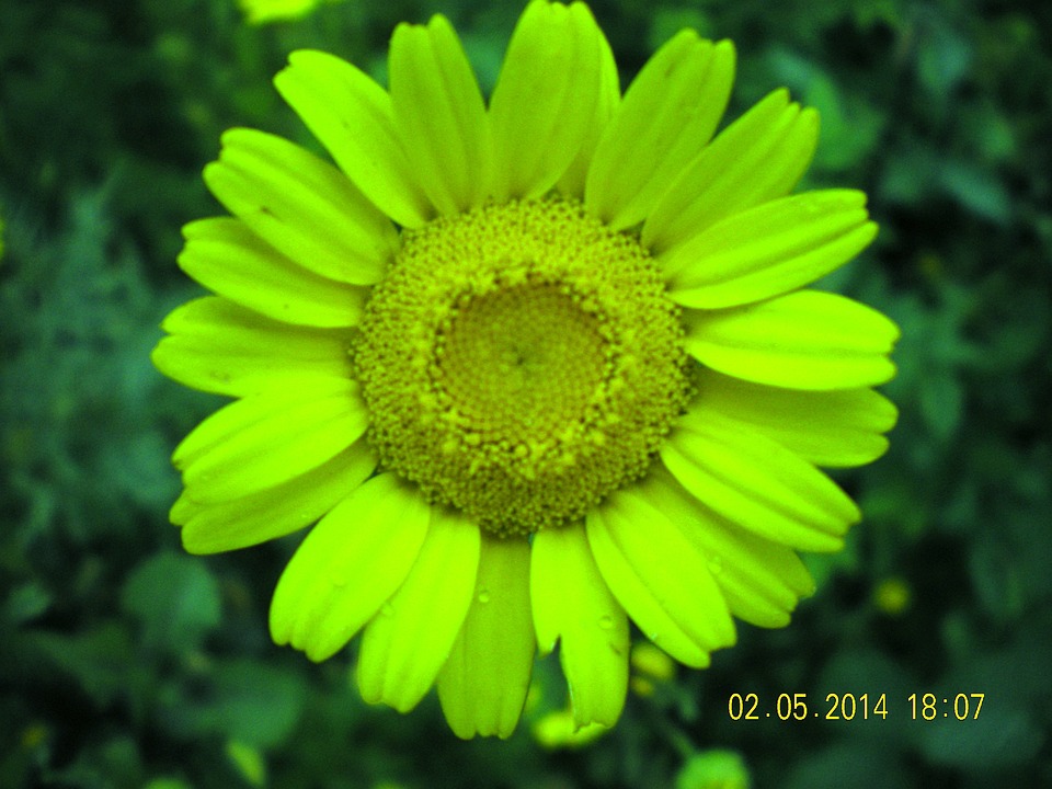 Daisy Yellow Flower Flowers - Free photo on Pixabay - Pixabay