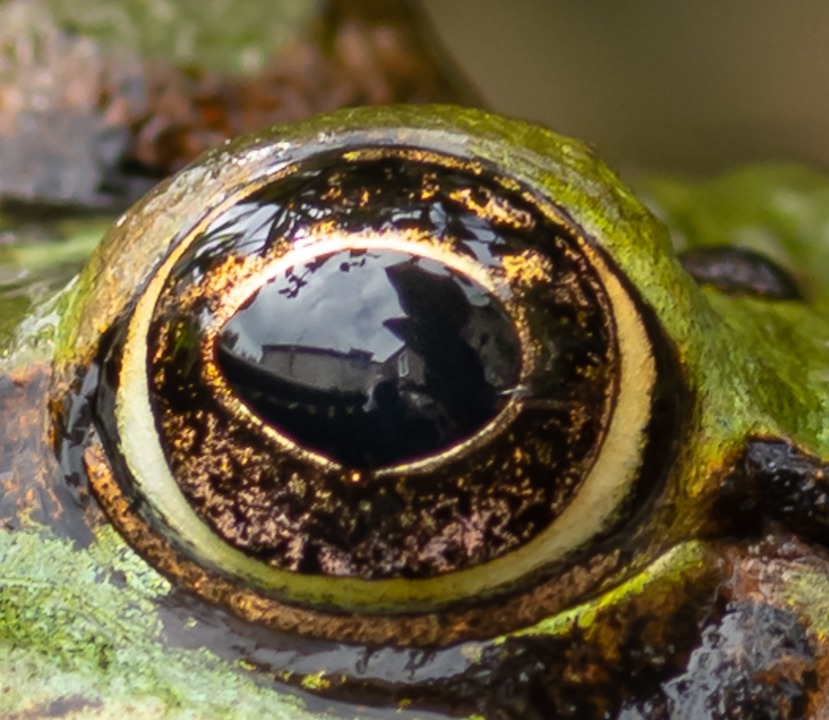 Frog Toad Amphibian - Free photo on Pixabay - Pixabay