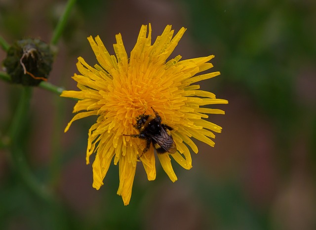 bee, insect, wings, flower, plant, flower background, beautiful flowers, bud, petals, flower wallpaper, flora, pollen on bee, bee on flower, nature