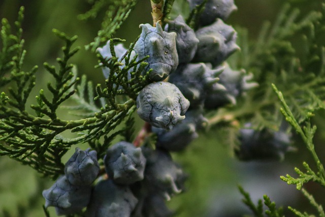 Free Tree Fir photo and picture