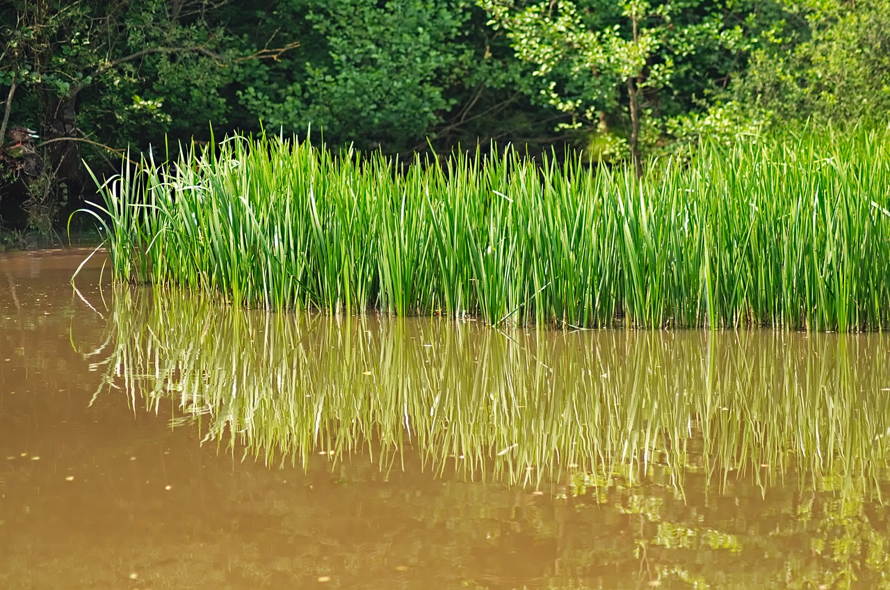 Pond Rushes 池塘 水 七嘴八舌的 - Pixabay上的免费照片 - Pixabay