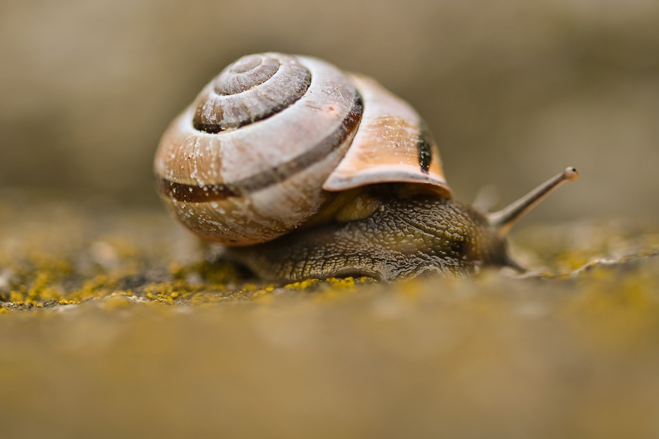 Snail Shot Snail Shell Macro Shot - Free photo on Pixabay