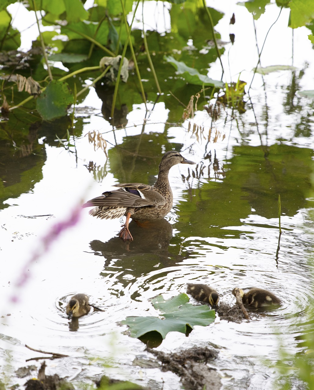 Ente See Wasser - Kostenloses Foto auf Pixabay - Pixabay