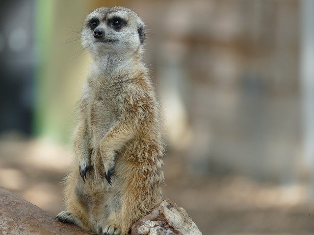 meerkat, animal, nature, mammal, fur, fauna, standing