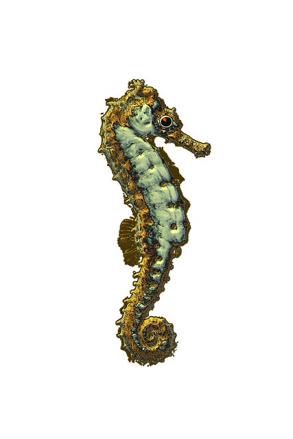Free Seahorse Aquatic illustration and picture