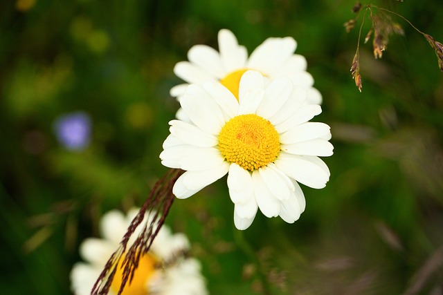Free Flowers Nature photo and picture