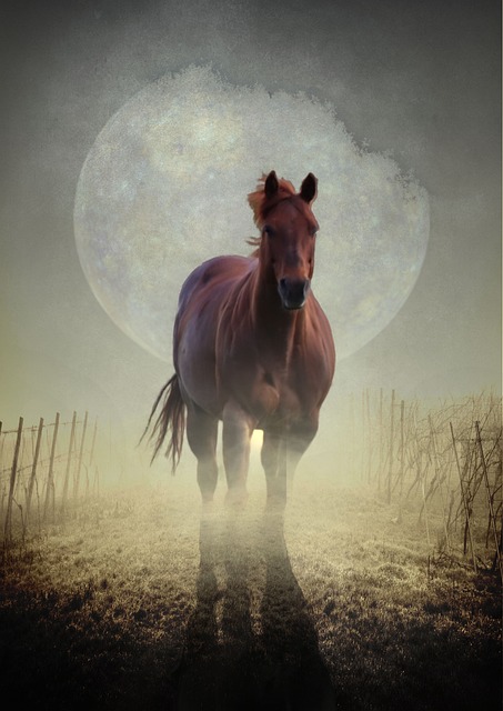 Free Horse Fantasy photo and picture