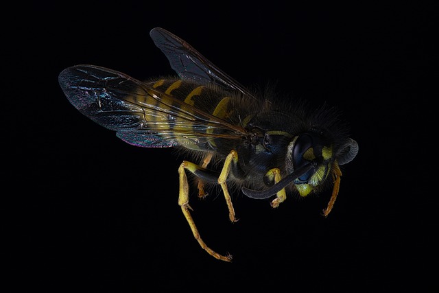 Free Wasp Insect photo and picture