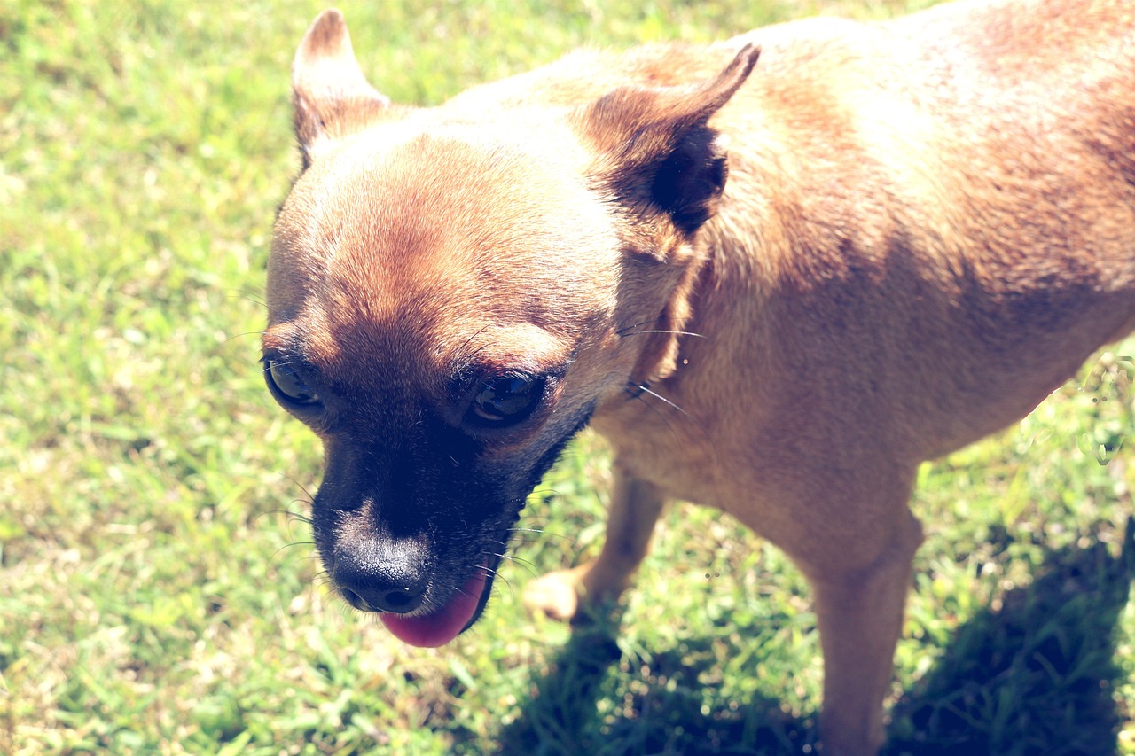 summer-dog-outside-pet-free-photo-on-pixabay-pixabay