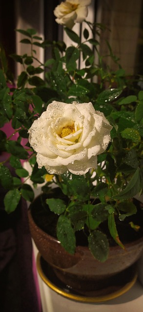 Free Rose Flower photo and picture