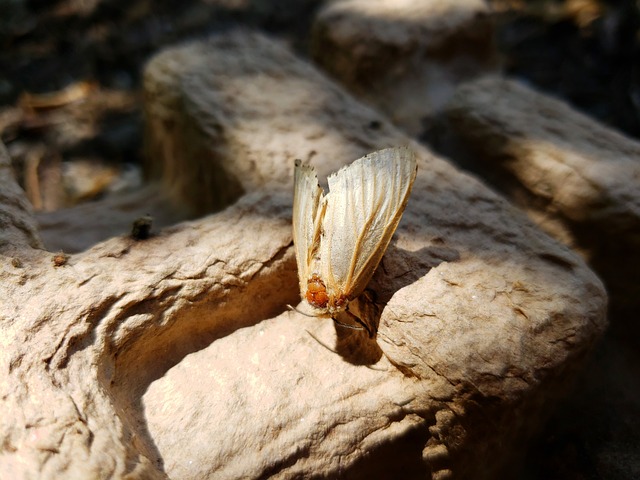 Free Moth Gypsy Moth photo and picture