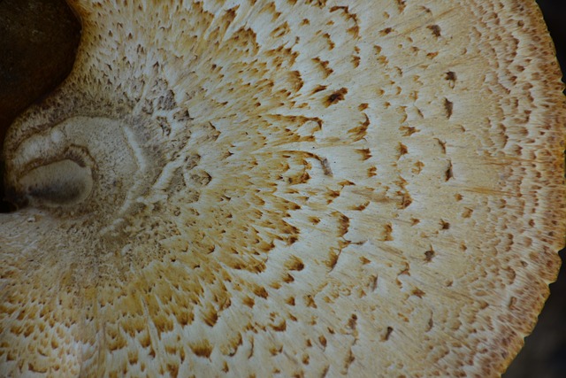 Champignon Champignons - Photo gratuite sur Pixabay - Pixabay