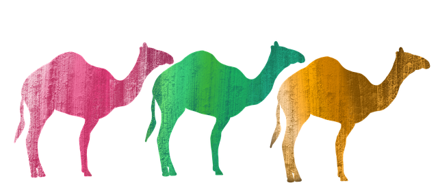 Kamele, Natur, Dromedar, Wüste, Tiere