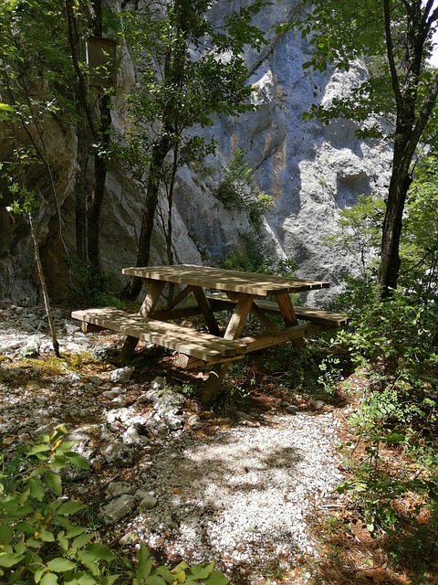 Free Forest Picnic photo and picture