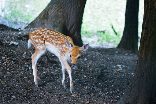 Jelen, Srnec, Les, Bambi, Kolouch