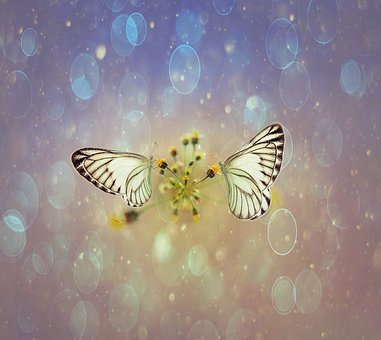 Mariposas, Insectos, Flor, Naturaleza