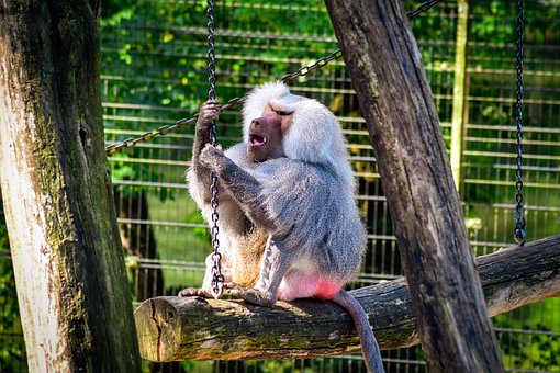 Pavián, Opice, Zvíře, Zvířecí Svět, Zoo