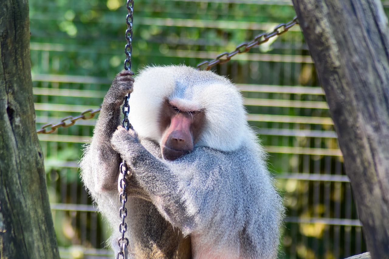 Babuino Mono Animales Mundo Foto Gratis En Pixabay Pixabay Babuino Mono Animales Mundo Foto Gratis En Pixabay Pixabay