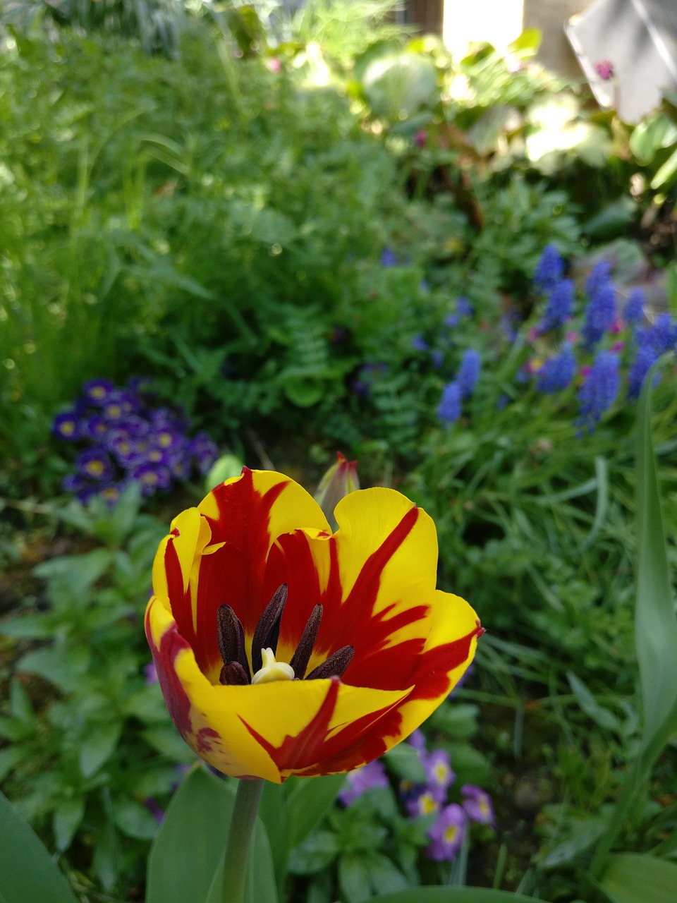 Bunga Tulp Dua Nada Gel - Foto gratis di Pixabay - Pixabay