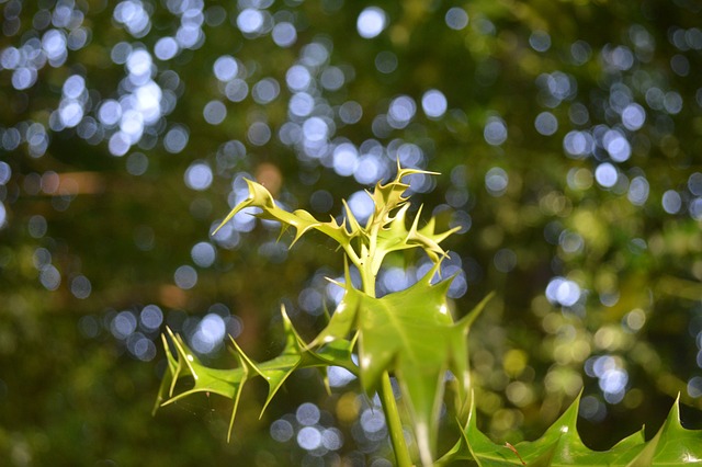 Free Ivy Spikes photo and picture
