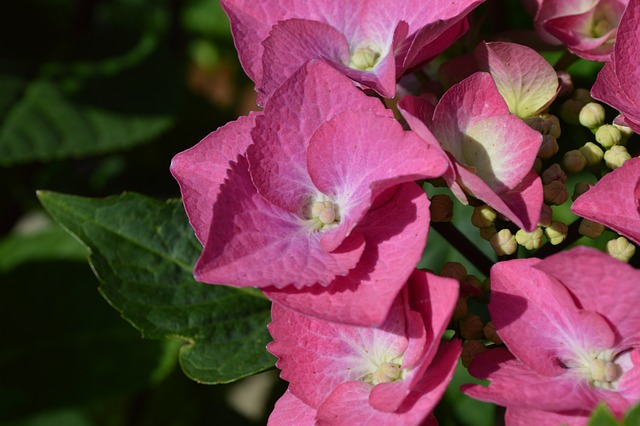 Free Flower Flower Wallpaper photo and picture