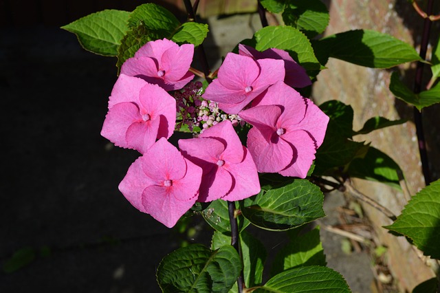 Free Flower Petal photo and picture