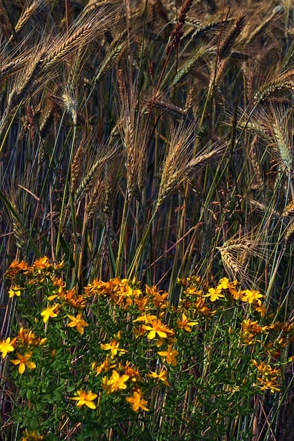 Free cornfield rye flowers illustration