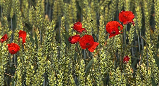 Free wheat nature poppy flower illustration