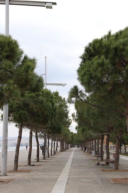 Free Alley Trees photo and picture