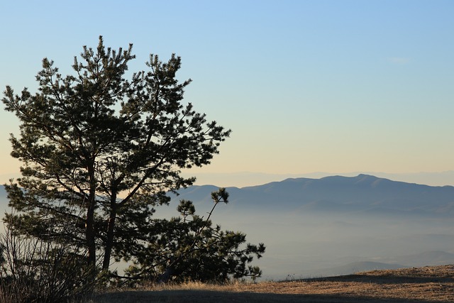Free Tree Mountain photo and picture